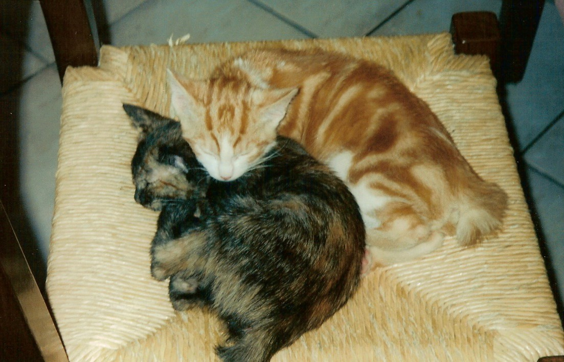 Sele e Luca gatti