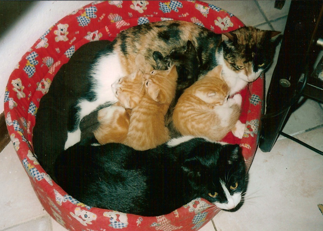 famiglia gatti