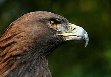 aquila