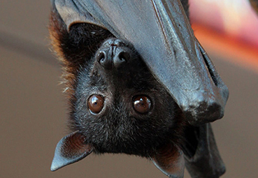 pipistrello